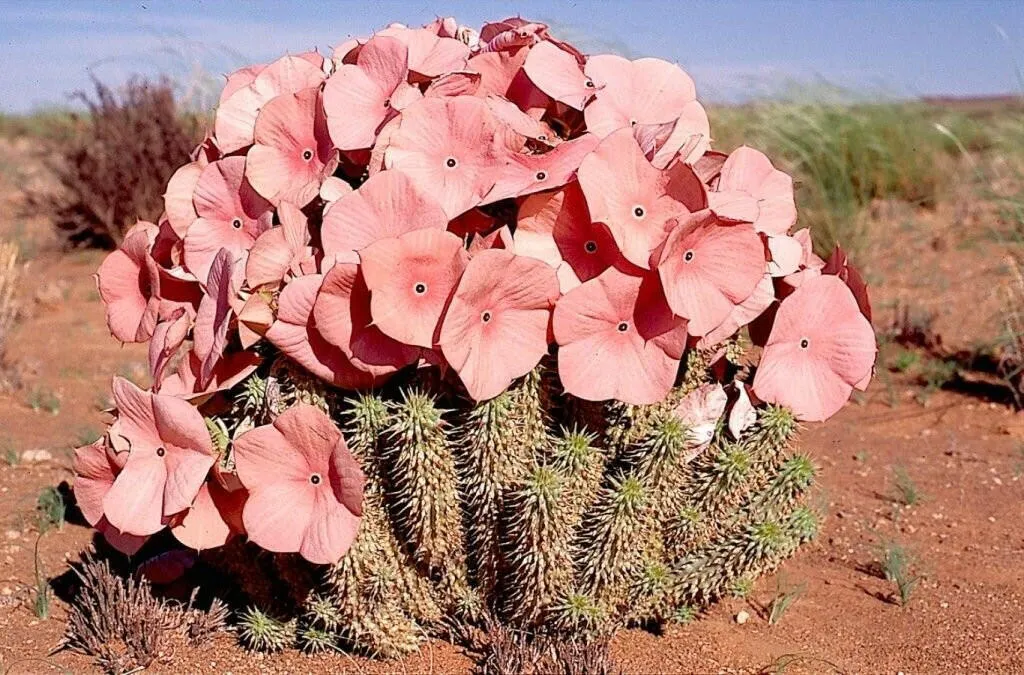 Bushman's Hat - Hoodia Gordonii